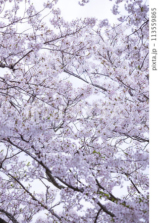 満開を迎えた桜の花 ソメイヨシノ 113559865