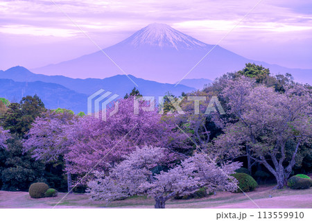 日本平の庭園から見たブルーアワーの富士山と桜 113559910