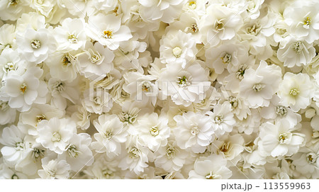 画面いっぱいの白い花 113559963