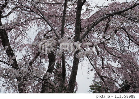 桜の木を下から見上げる 113559989