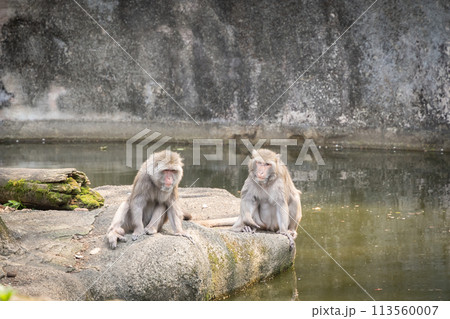 Two bored macaque apes sitting on the rock surrounded by water, Taipei, Taiwan Two bored macaque apes sitting on the rock surrounded by water, Taipei, Taiwan 113560007