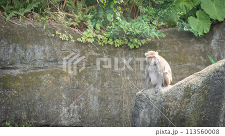 Macaque ape siting on the rock and looking to the camera, Taipei, Taiwan 113560008