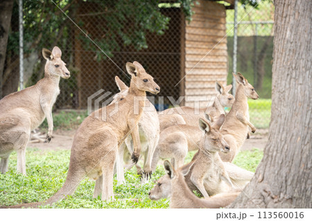 Group of kangaroos chilling and looking into distance, australian native wildlife 113560016