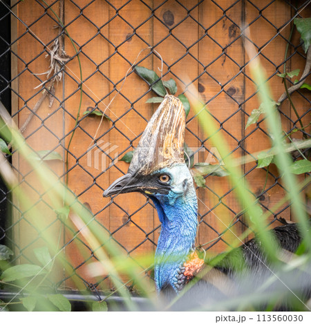 Headshot of cassowary hiding in foliage, australian native wildlife Headshot of cassowary hiding in foliage, australian native wildlife 113560030
