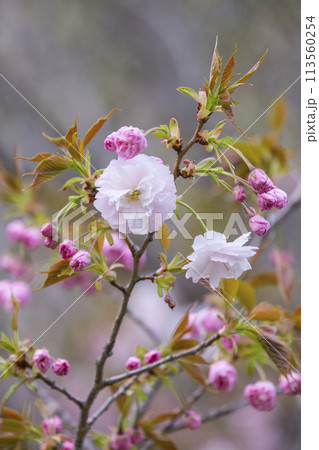 咲き始めの八重桜の花 ヤエザクラ 113560254
