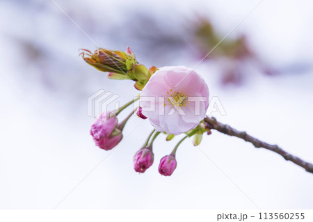 咲き始めの八重桜の花 ヤエザクラ 113560255
