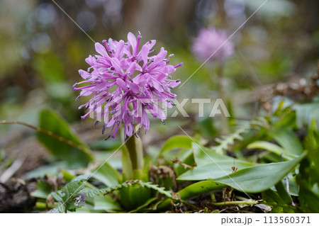 4月、林の中の湿った斜面にショウジョウバカマの花...1 113560371