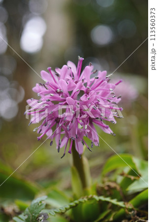 4月、林の中の湿った斜面にショウジョウバカマの花...3 113560373