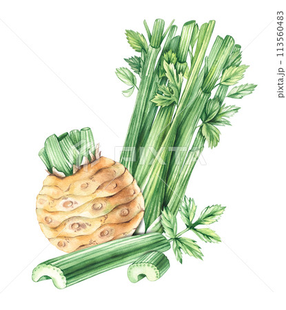 Watercolor celery composition hand drawn isolated Watercolor celery composition hand drawn isolated 113560483