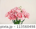 May Family Month Carnation Photo 113560498