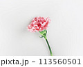 May Family Month Carnation Photo 113560501