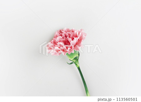 May Family Month Carnation Photo May Family Month Carnation Photo 113560501