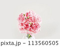 May Family Month Carnation Photo 113560505
