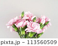 May Family Month Carnation Photo 113560509