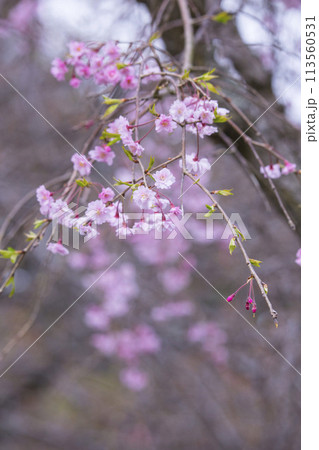 咲き始めの枝垂桜の花 シダレザクラ 咲き始めの枝垂桜の花 シダレザクラ 113560531