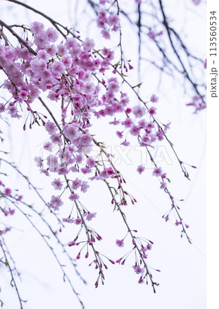 咲き始めの枝垂桜の花 シダレザクラ 咲き始めの枝垂桜の花 シダレザクラ 113560534