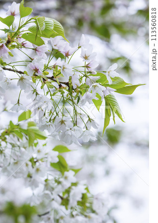 満開を迎えた大島桜の花 オオシマザクラ 満開を迎えた大島桜の花 オオシマザクラ 113560818