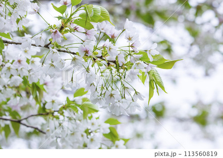満開を迎えた大島桜の花 オオシマザクラ 113560819