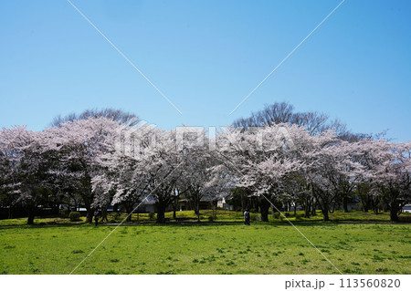 桜咲く公園 113560820