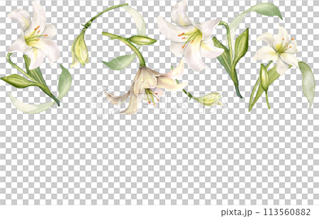 Seamless border of flowers pastel color botanical art. White lilies watercolor isolated on white. Lilium and leaves hand drawn. Design for wedding invitation in church, christening, Easter card Seamless border of flowers pastel color botanical art. White lilies watercolor isolated on white. Lilium and leaves hand drawn. Design for wedding invitation in church, christening, Easter card 113560882