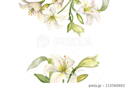 Banner of flowers pastel color botanical art hand drawn. White lilies watercolor isolated on white. Frame with lilium and leaves. Design for wedding invitation in church, christening, Easter card 113560883