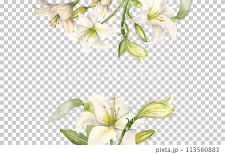 Banner of flowers pastel color botanical art hand drawn. White lilies watercolor isolated on white. Frame with lilium and leaves. Design for wedding invitation in church, christening, Easter card 113560883