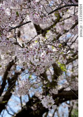 桜の花 113560904