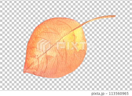 Watercolor fall birch tree leaf. Hand drawn autumn illustration Watercolor fall birch tree leaf. Hand drawn autumn illustration 113560965