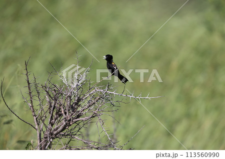 ハジロホウオウジャク ハジロホウオウジャク 113560990