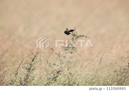 ハジロホウオウジャク 113560993