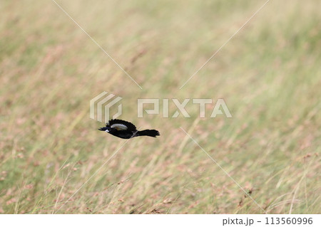 ハジロホウオウジャク ハジロホウオウジャク 113560996