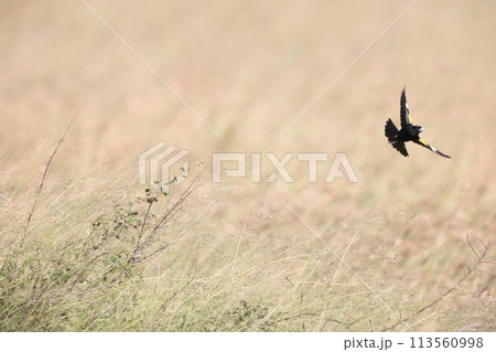 ハジロホウオウジャク ハジロホウオウジャク 113560998