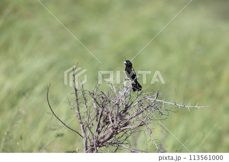 ハジロホウオウジャク 113561000