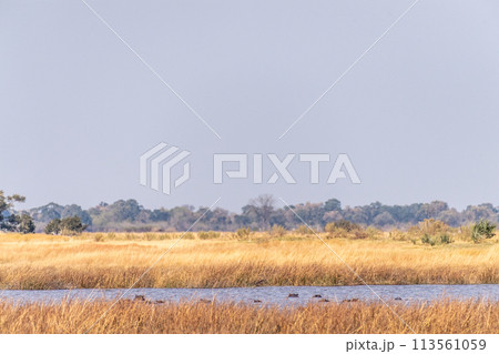 The hippo pool The hippo pool 113561059