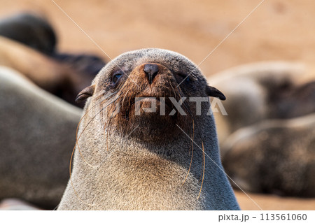 Closeup of a seal at cape cross Closeup of a seal at cape cross 113561060