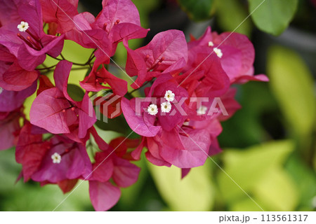 ブーゲンビレア01_2024年3月撮影 ブーゲンビレア01_2024年3月撮影 113561317