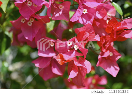 ブーゲンビレア03_2024年3月撮影 113561322