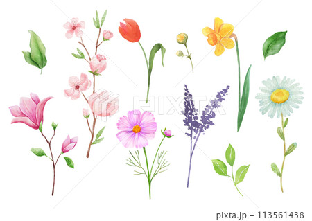 Lavender branch, pink flower and tulip watercolor drawings. Hand drawn sakura illustration isolated on white background. Lavender branch, pink flower and tulip watercolor drawings. Hand drawn sakura illustration isolated on white background. 113561438