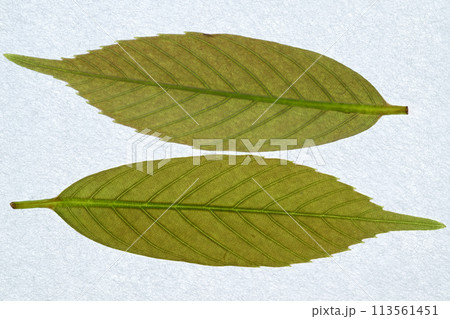 アラカシ(粗樫)の若葉【背景素材】 アラカシ(粗樫)の若葉【背景素材】 113561451