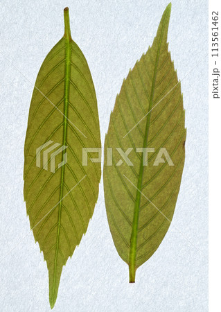 アラカシ（粗樫）の若葉【背景素材】 113561462