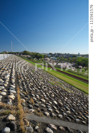 桜咲くころの狭山公園 堰堤上部から俯瞰した風の広場の桜 観覧車撤去後 桜咲くころの狭山公園 堰堤上部から俯瞰した風の広場の桜 観覧車撤去後 113561576