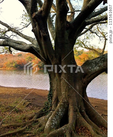 一碧湖のエノキの風景 一碧湖のエノキの風景 113561607