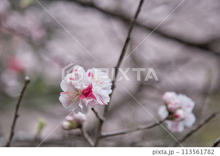 さくらの藤橋城 さくらの藤橋城 113561782