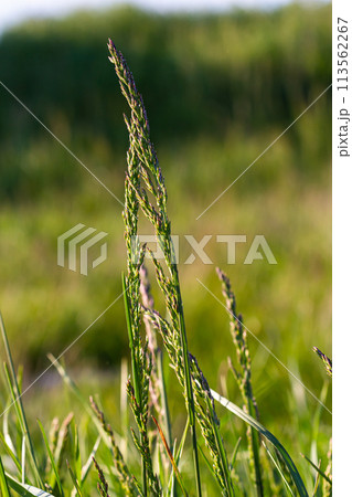 Meadow grass meadow with the tops of stele panicles. Poa pratensis green meadow european grass Meadow grass meadow with the tops of stele panicles. Poa pratensis green meadow european grass 113562267