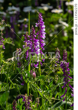 Vetch, vicia cracca valuable honey plant, fodder, and medicinal plant. Fragile purple flowers background. Woolly or Fodder Vetch blossom in spring garden Vetch, vicia cracca valuable honey plant, fodder, and medicinal plant. Fragile purple flowers background. Woolly or Fodder Vetch blossom in spring garden 113562270