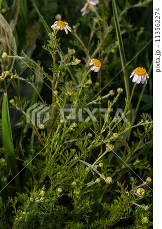 Tripleurospermum inodorum, wild chamomile, mayweed, false chamomile, and Baldr's brow, is the type species of Tripleurospermum 113562274