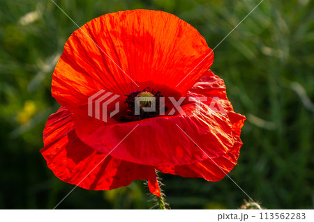Papaver rhoeas or common poppy, red poppy is an annual herbaceous flowering plant in the poppy family, Papaveraceae, with red petals Papaver rhoeas or common poppy, red poppy is an annual herbaceous flowering plant in the poppy family, Papaveraceae, with red petals 113562283