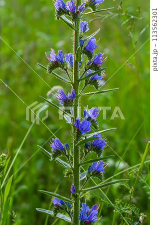 Viper's bugloss or blueweed Echium vulgare flowering in meadow on the natural green blue background. Macro. Selective focus. Front view Viper's bugloss or blueweed Echium vulgare flowering in meadow on the natural green blue background. Macro. Selective focus. Front view 113562301