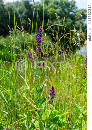 Flowers of the forest sage, Salvia nemorosa, close-up. Background of Salvia nemorosa, a salvia with beautiful purple flowers. Purple flowers of oak sage 113562310