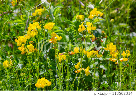 Close up of birds foot trefoil lotus corniculatus flowers in bloom Close up of birds foot trefoil lotus corniculatus flowers in bloom 113562314